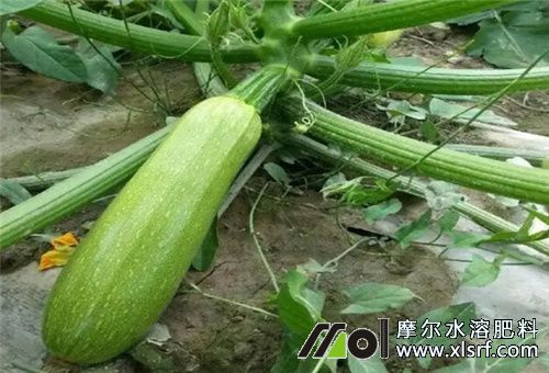 西葫蘆結(jié)瓜期 西葫蘆結(jié)瓜期