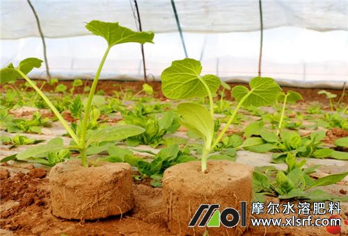 西葫蘆苗期 西葫蘆苗期