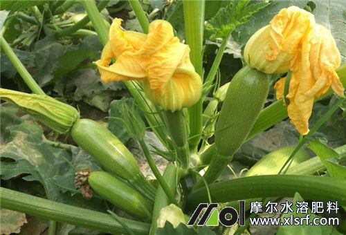 西葫蘆種植 西葫蘆種植