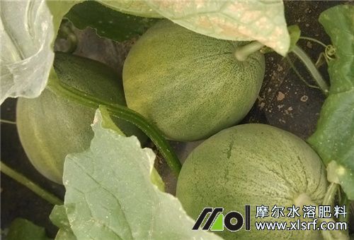 香瓜結(jié)瓜期用肥 香瓜結(jié)瓜期用肥