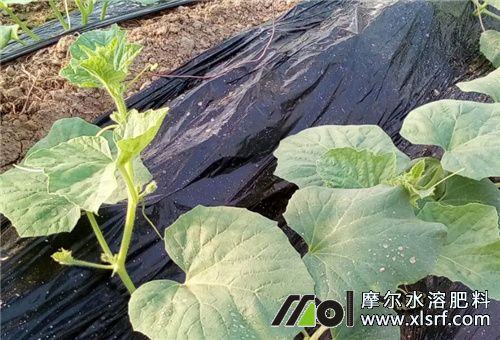 香瓜幼苗期用肥 香瓜幼苗期用肥