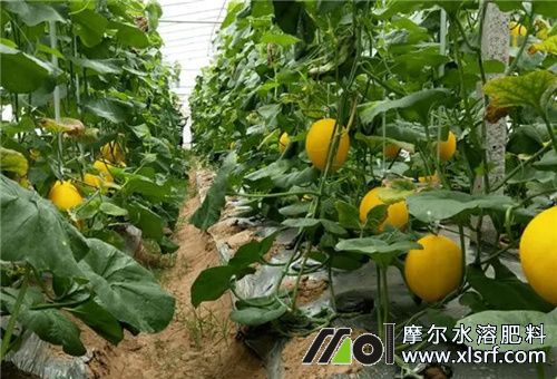 香瓜坐果不長(zhǎng)原因1 香瓜坐果不長(zhǎng)原因1