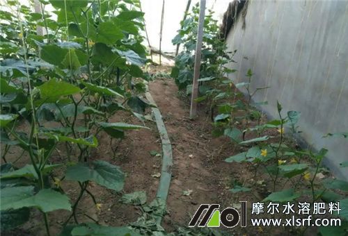 大棚黃瓜施肥策略 大棚黃瓜施肥策略