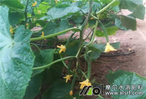 大棚黃瓜開花前 大棚黃瓜開花前
