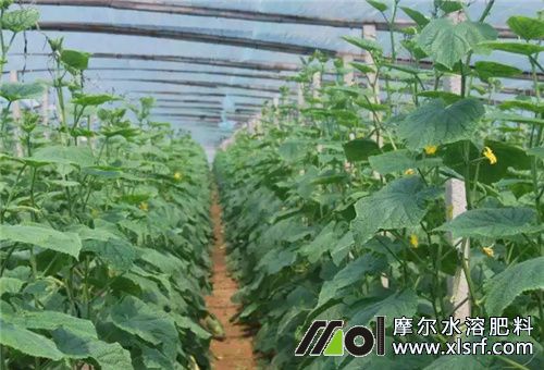 大棚黃瓜水溶肥選擇 大棚黃瓜水溶肥選擇