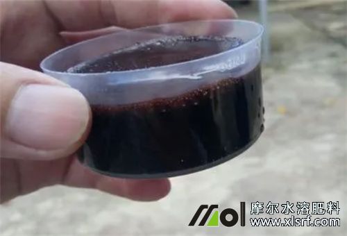 魚(yú)蝦蛋白肥菌種 魚(yú)蝦蛋白肥菌種