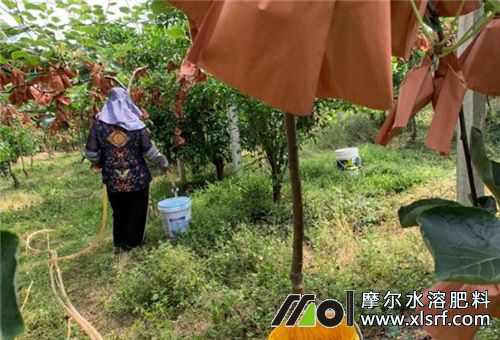 魚蛋白肥一畝地用量 魚蛋白肥一畝地用量