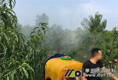 魚蛋白噴施效果 魚蛋白噴施效果