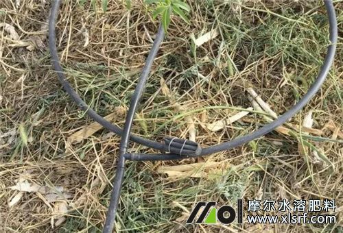 魚蛋白肥滴灌 魚蛋白肥滴灌