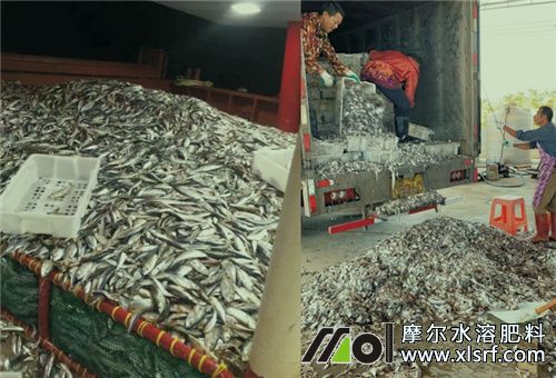 魚蛋白肥料成分 魚蛋白肥料成分