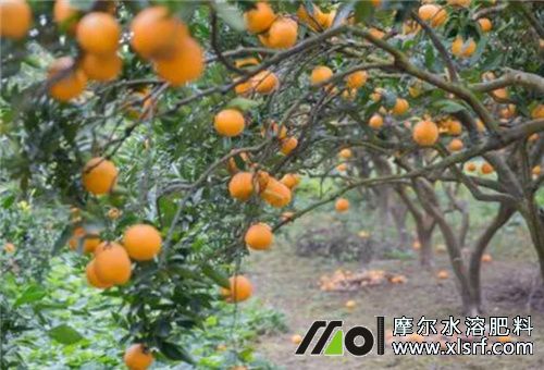 清液肥效果 清液肥效果