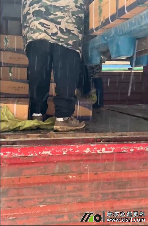 摩爾工廠頂雪極速發(fā)貨中 摩爾工廠頂雪極速發(fā)貨中