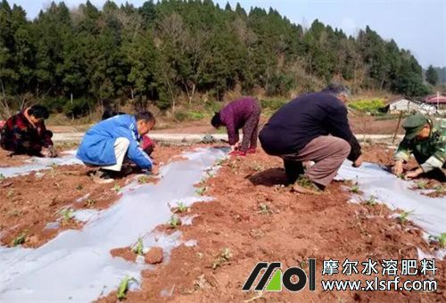 春季施什么肥 春季施什么肥