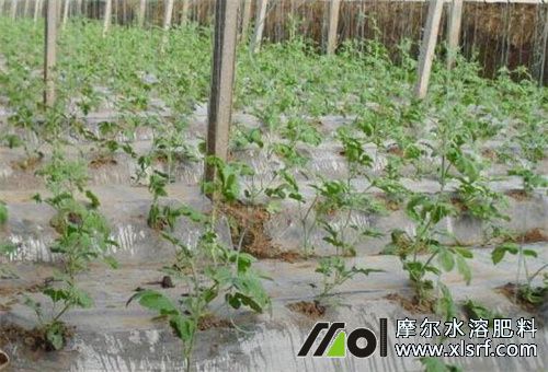 春季追水溶肥要領(lǐng) 春季追水溶肥要領(lǐng)