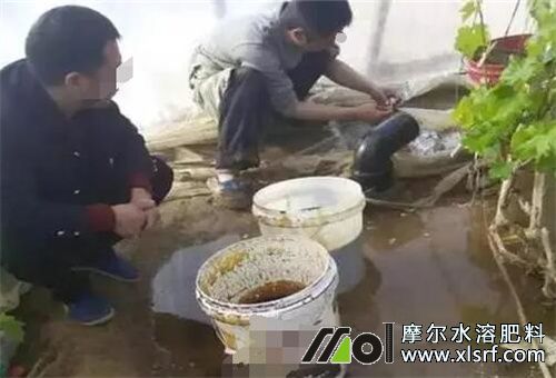 水溶肥用法步驟 水溶肥用法步驟